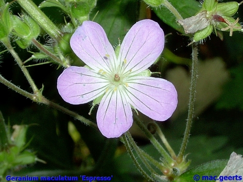 Geranium maculatum 'Espresso'